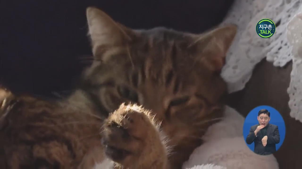[지구촌 Talk] 혀로 핥으면 말끔…고양이 혀의 비밀은?