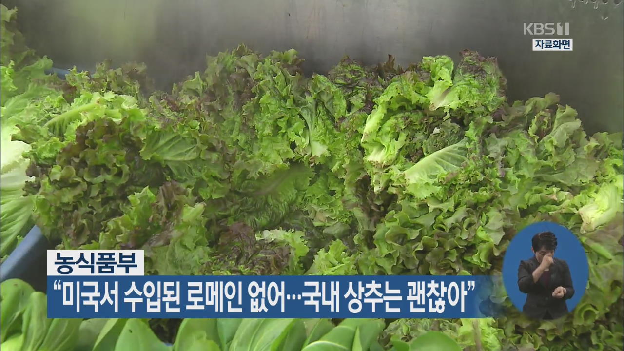 농식품부 “미국서 수입된 로메인 없어…국내 상추는 괜찮아”