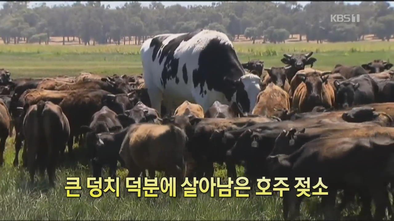 [디지털 광장] 큰 덩치 덕분에 살아남은 호주 젖소