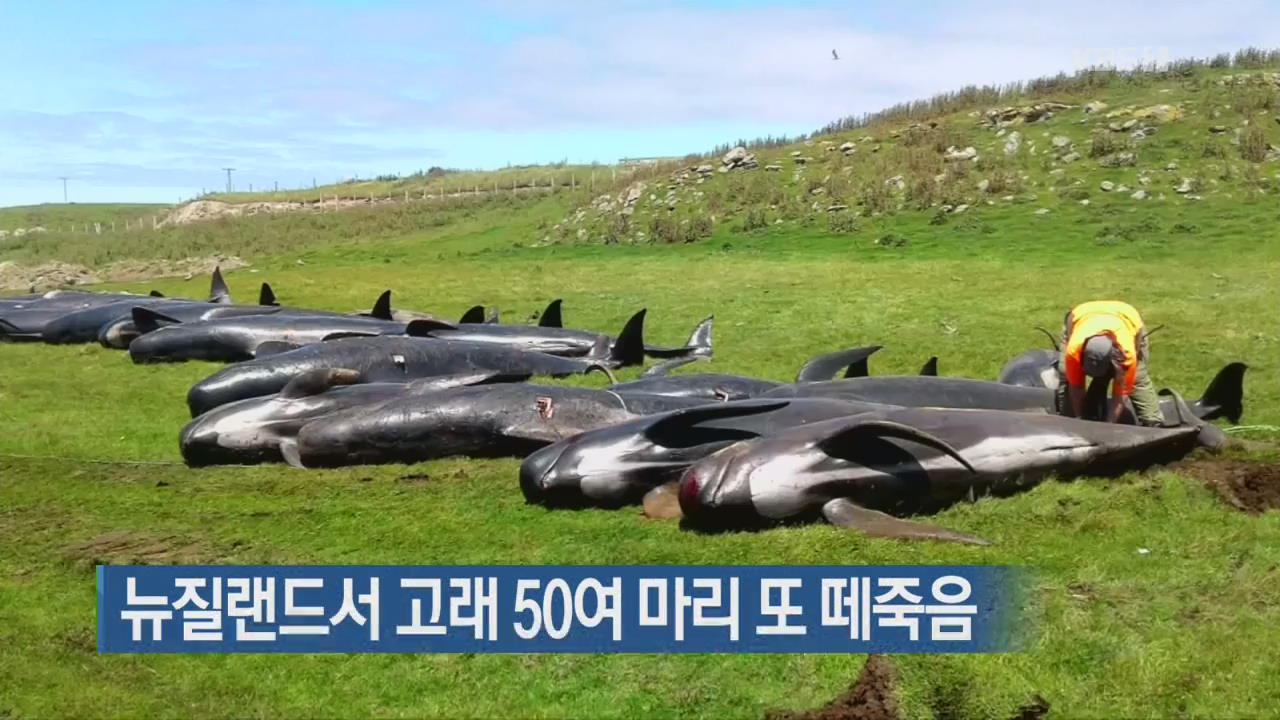 [지금 세계는] 뉴질랜드서 고래 50여 마리 또 떼죽음