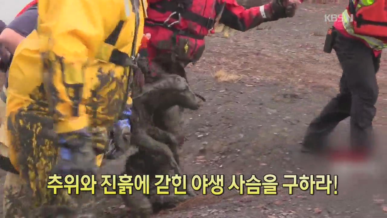 [디지털 광장] 추위와 진흙에 갇힌 야생 사슴을 구하라!