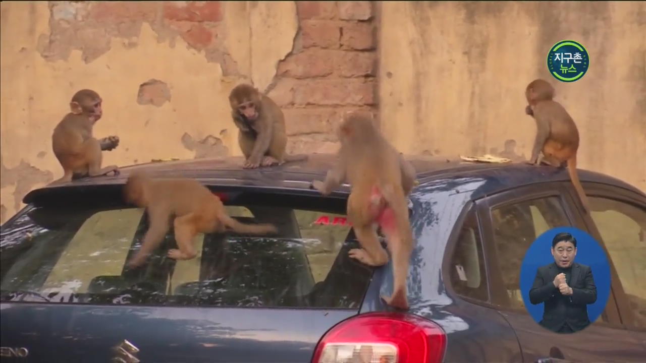 인도 뉴델리에 원숭이 떼…항의 잇따라