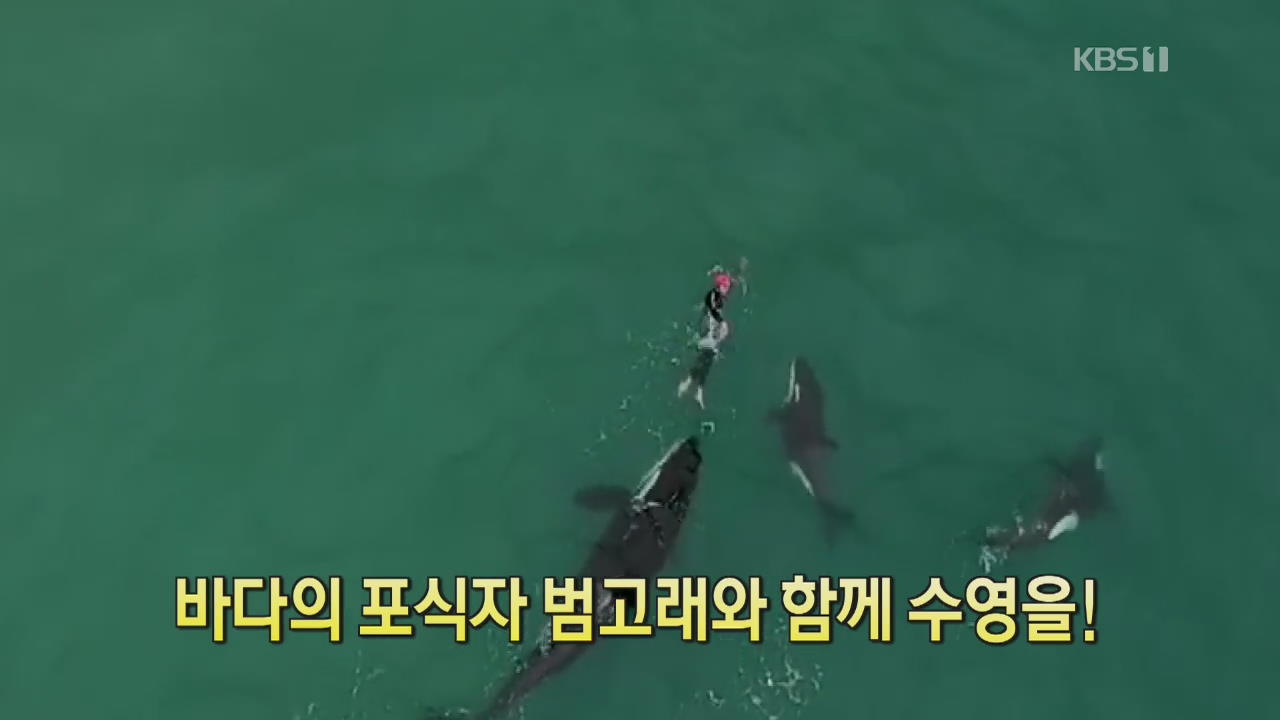 [디지털 광장] 바다의 포식자 범고래과 함께 수영을!