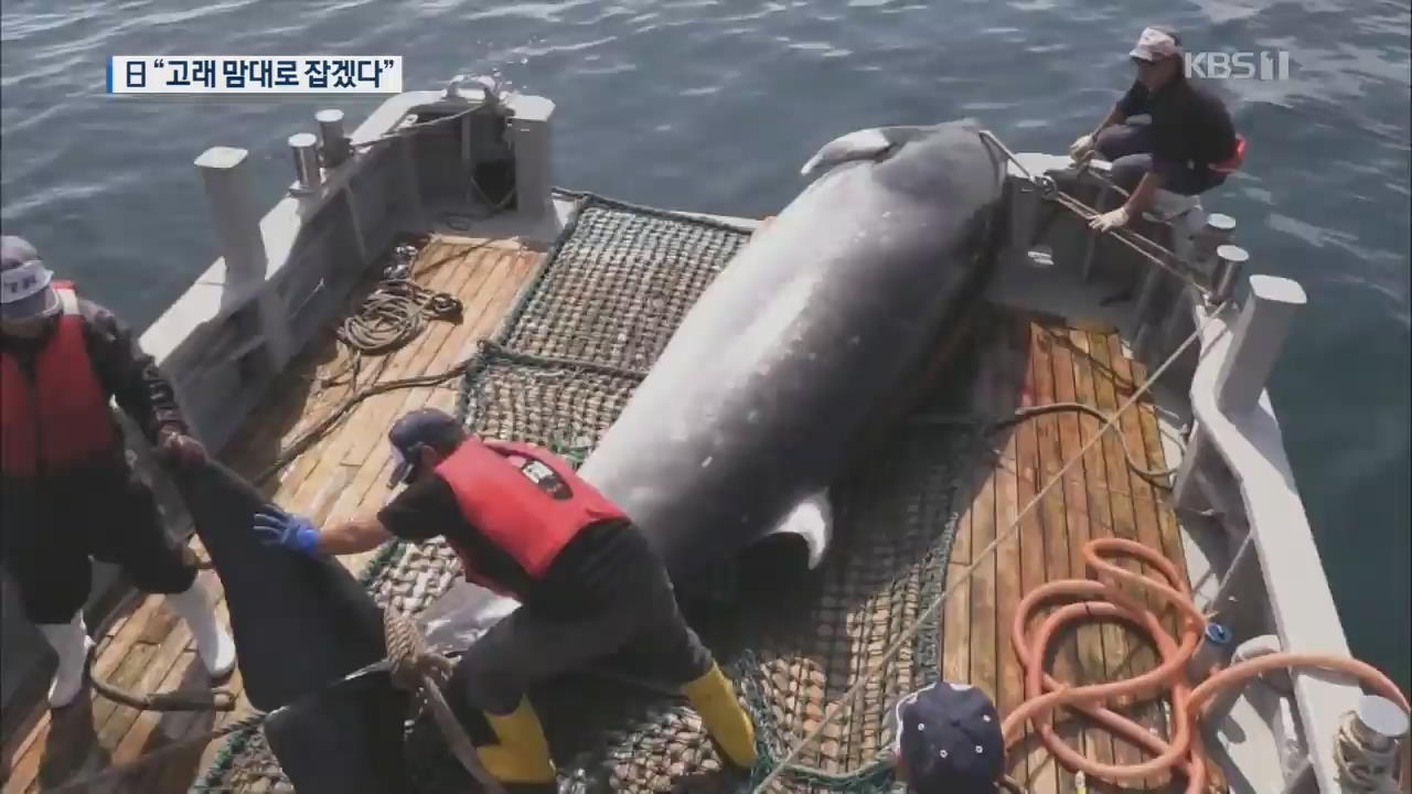 “일본, 고래 맘대로 잡겠다”…국제사회 36년 노력에 ‘찬물’