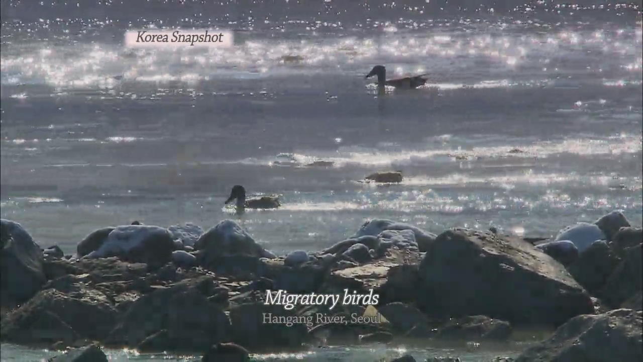 [Korea Snapshot] Migratory birds