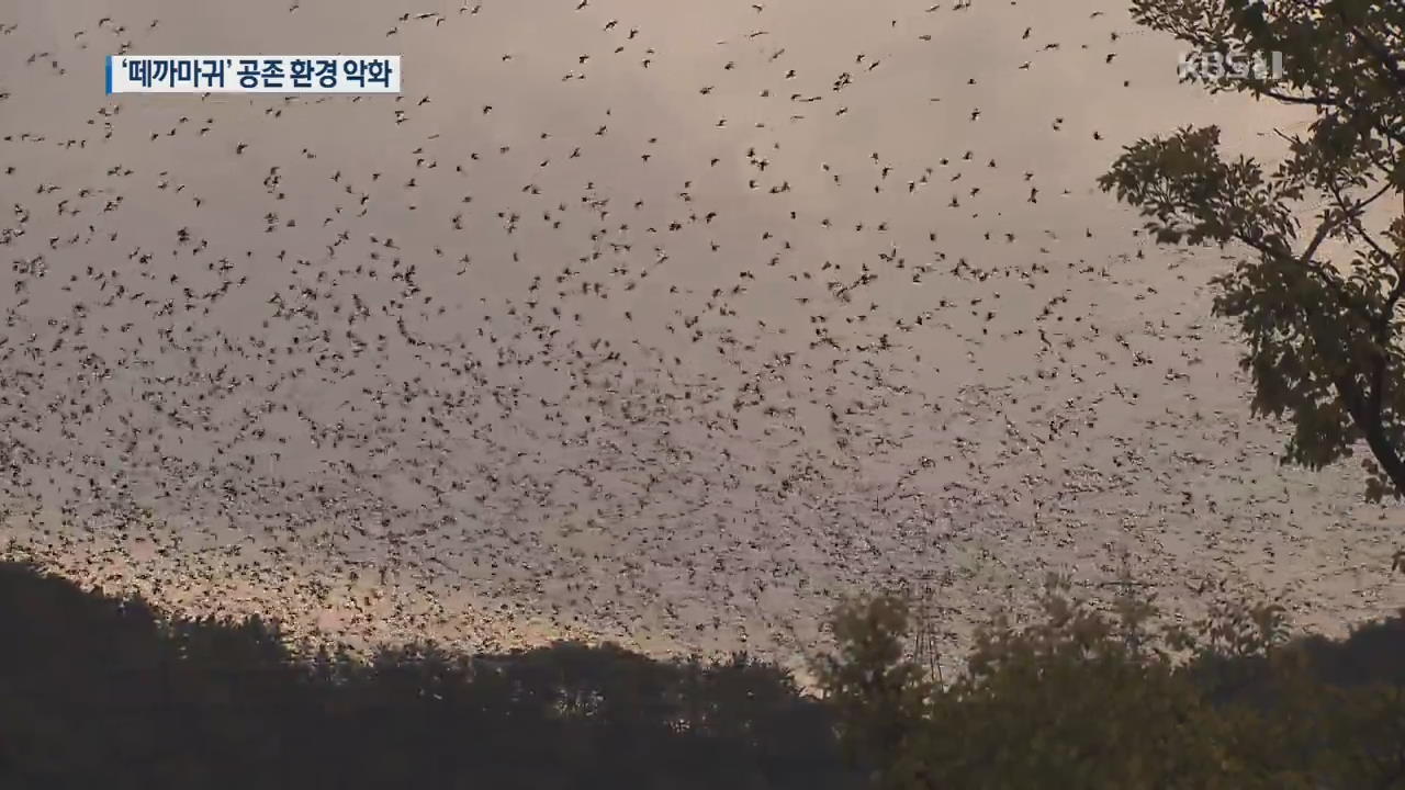 관광자원 ‘10만 떼까마귀’…공존 위한 조건은?