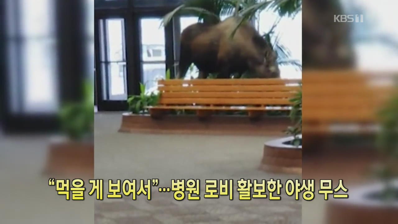 [디지털 광장] “먹을게 보여서”…병원 로비 활보한 야생 무스