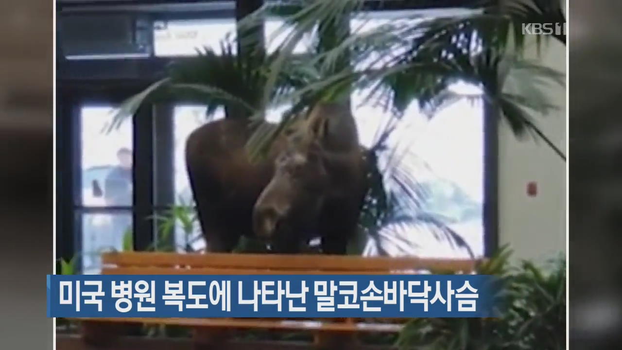 [지금 세계는] 미국 병원 복도에 나타난 말코손바닥사슴