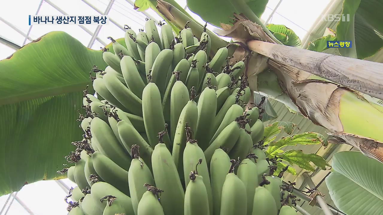 충남 태안에 바나나 ‘주렁주렁’…열대과일 생산지 점점 북상