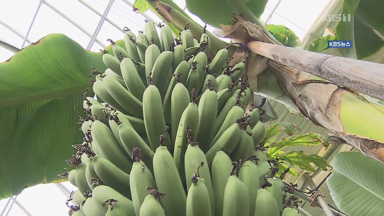충남 태안에 바나나 ‘주렁주렁’…열대과일 생산지 점점 북상
