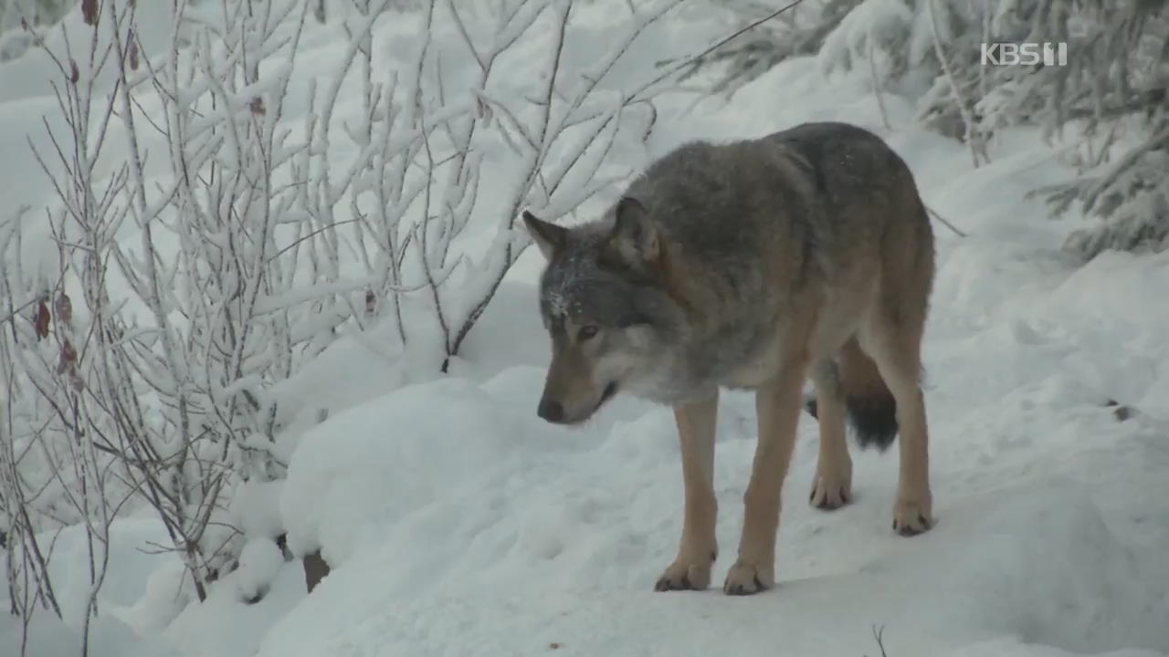 노르웨이, 늑대 개체수 급증…대책 마련