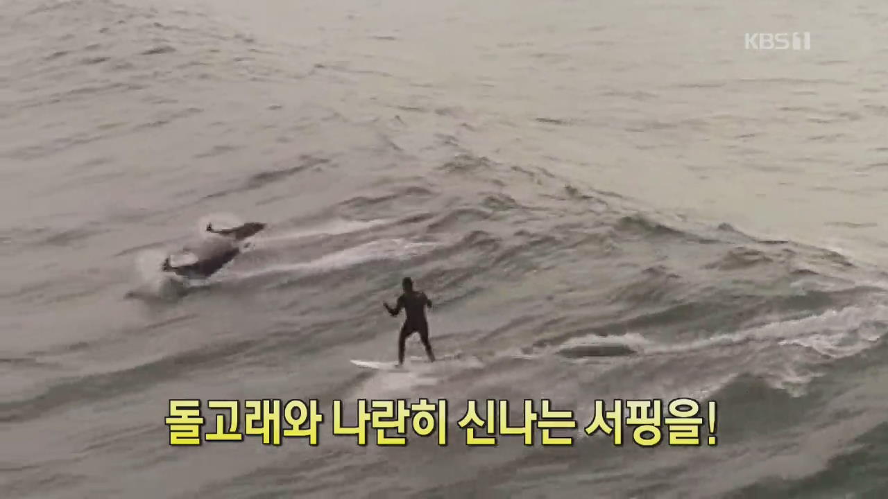[디지털 광장] 돌고래와 나란히 신나는 서핑을!