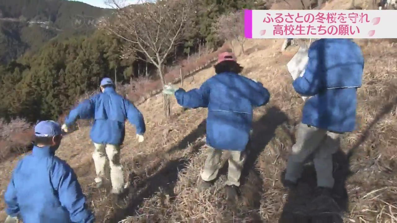 일본 고교생들, 겨울 벚나무 보존에 나서