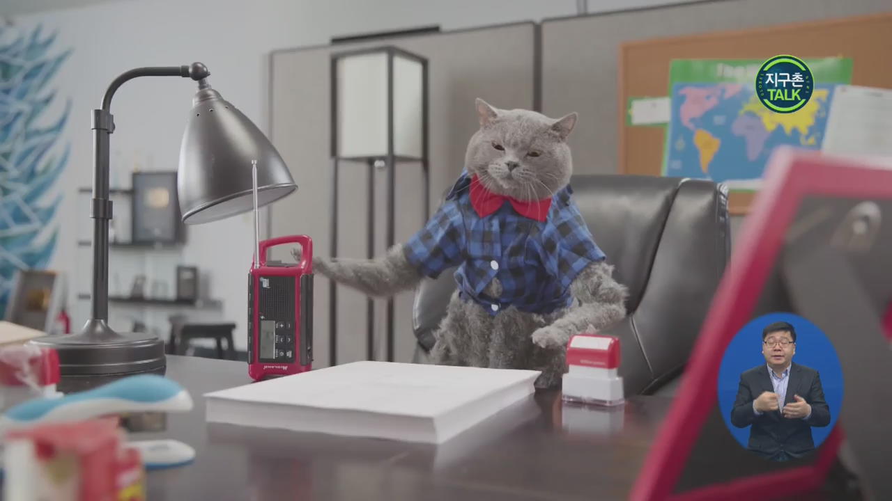 [지구촌 Talk] 고양이들이 회사에 다닌다면?