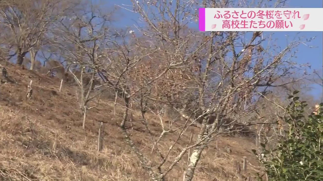 일본 고교생들, 겨울 벚나무 보존에 나서