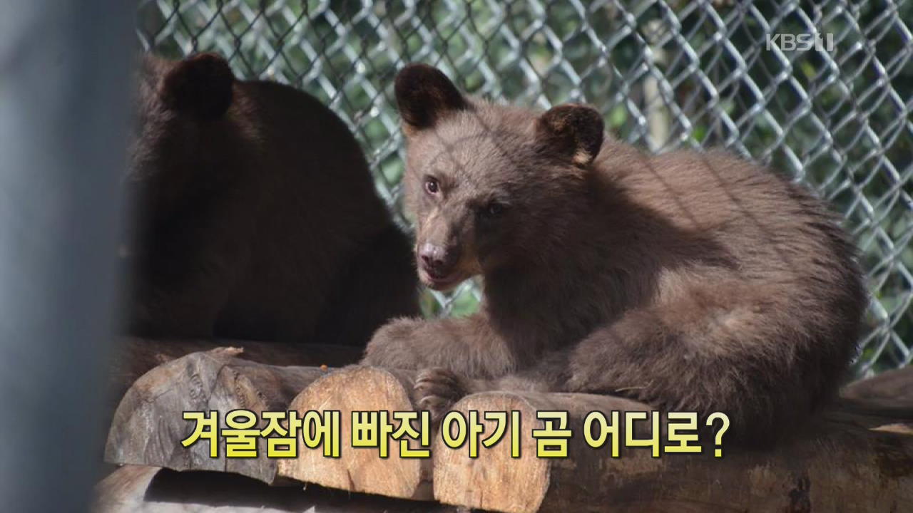 [디지털 광장] 겨울잠에 빠진 아기곰 어디로?