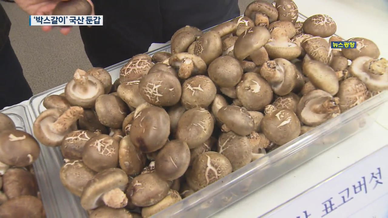 ‘버섯 상자 바꿔치기’…중국산 표고버섯 국내산 둔갑