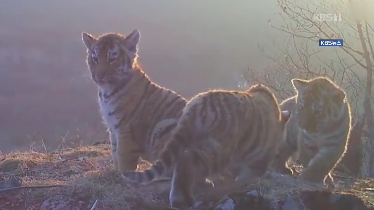 ‘멸종 위기’ 야생 시베리아 호랑이 4마리 포착