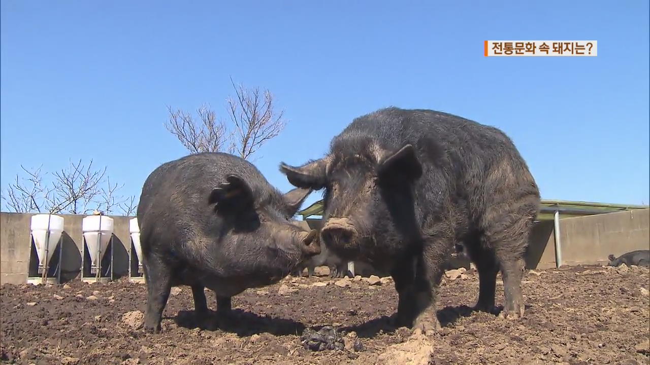 전통문화 속 돼지…‘풍요와 다산의 상징’