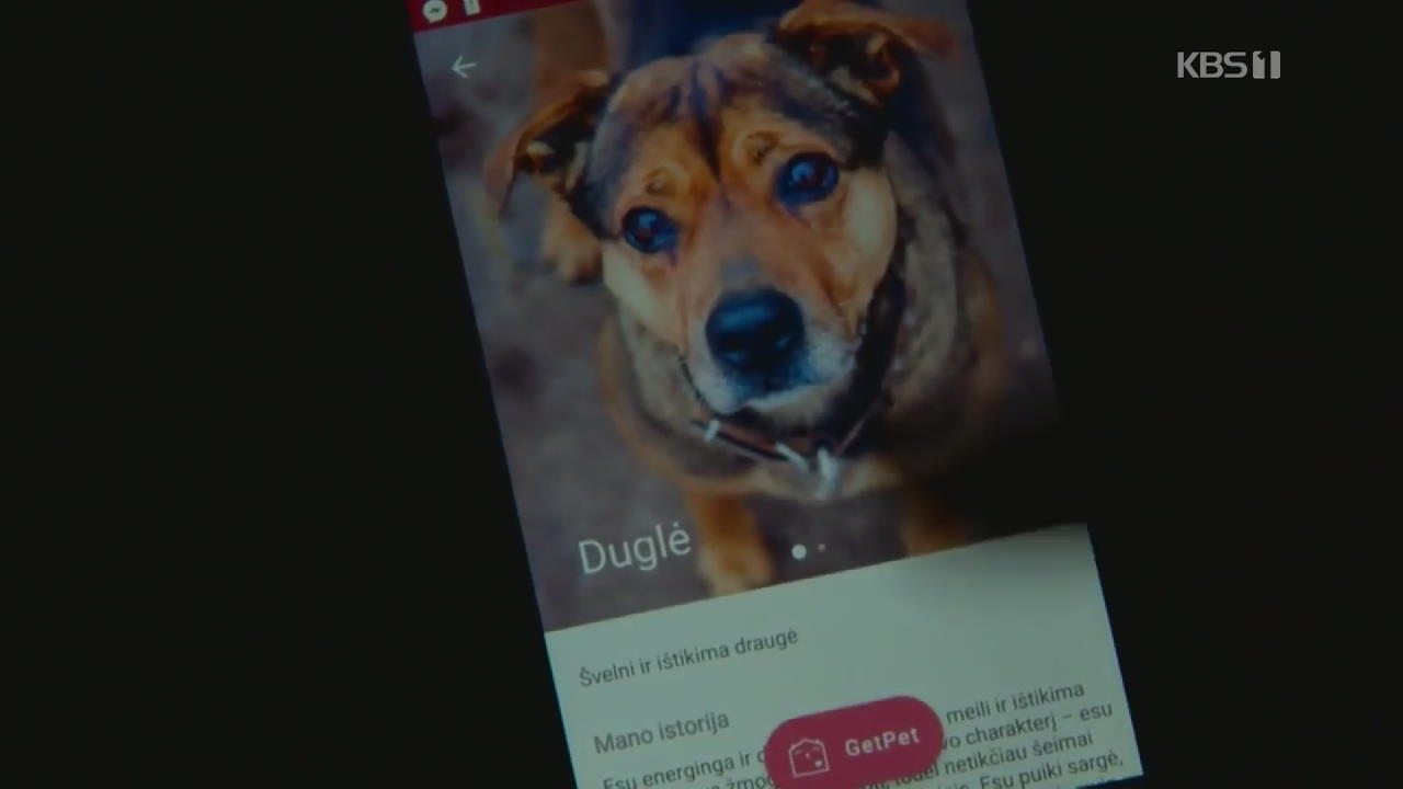 리투아니아, 보호소 개와 입양 희망자 연결 앱 개발