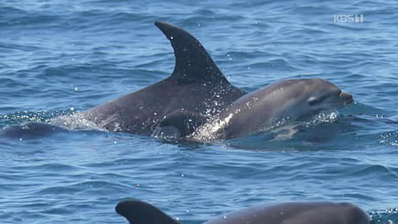 ‘새끼 잃은 어미 돌고래’의 슬픔 ‘배려’하는 뉴질랜드
