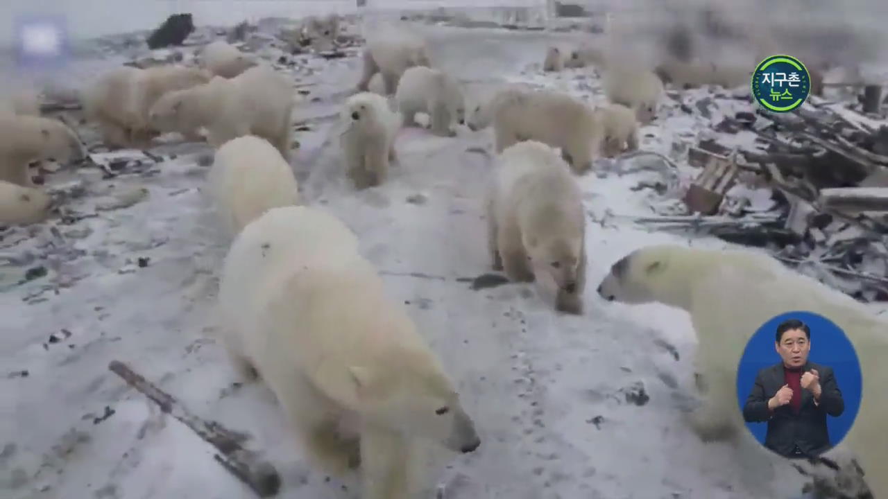 러시아 북극곰, 먹이 찾아 마을까지 출몰
