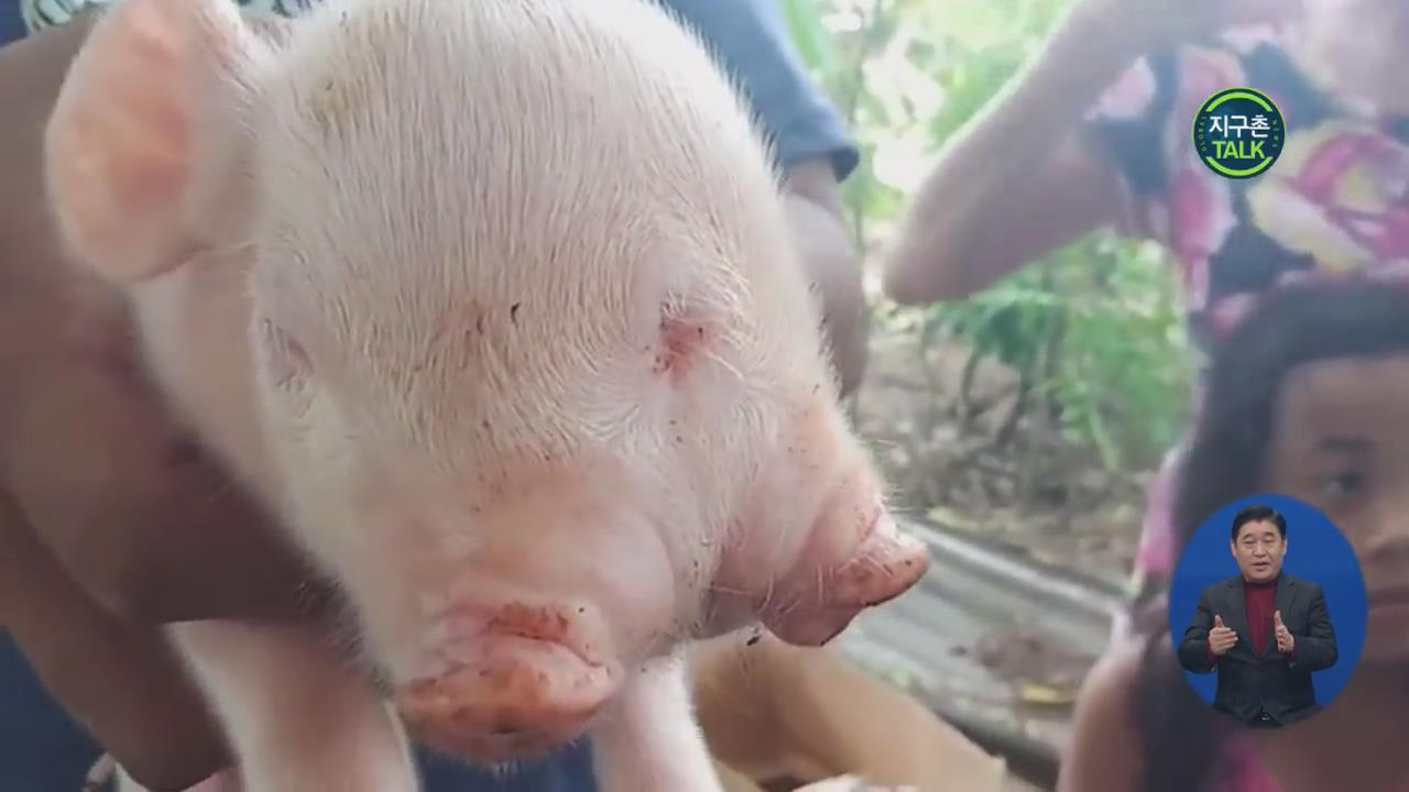 [지구촌 Talk] 필리핀서 ‘머리 둘·눈 셋’ 기형 돼지 태어나
