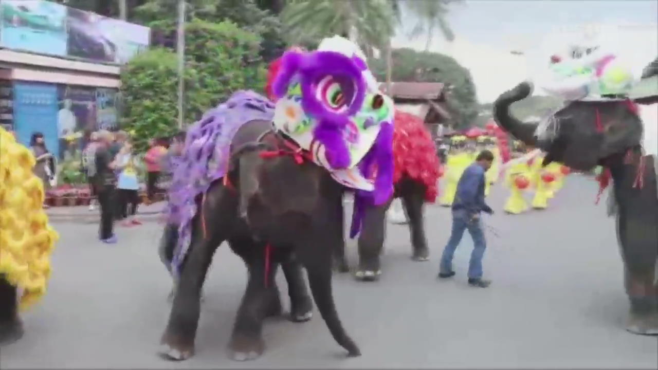 태국 파타야, 사자춤 추는 귀여운 코끼리들