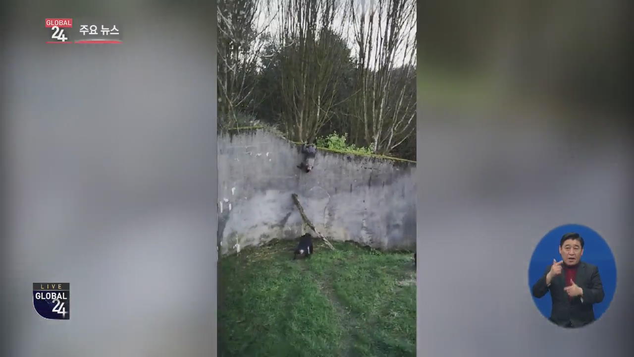 [글로벌24 주요뉴스] 영국 동물원 침팬지들 사다리 만들어 우리 탈출