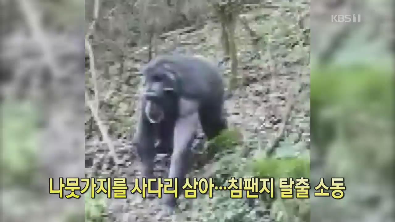 [디지털 광장] 나뭇가지를 사다리 삼아…침팬지 탈출 소동