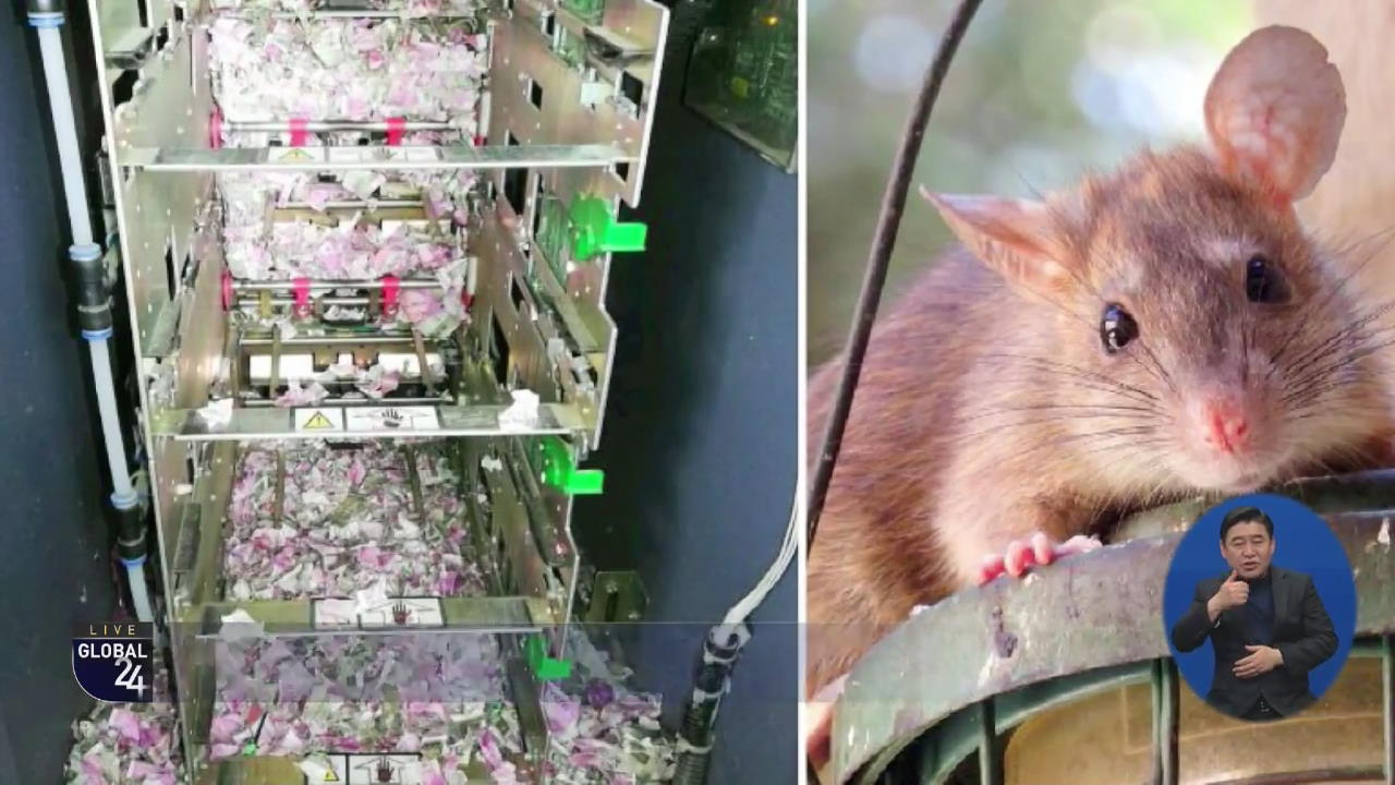 [글로벌 스토리] 쥐가 먹어 치운 현금이…1,900만 원