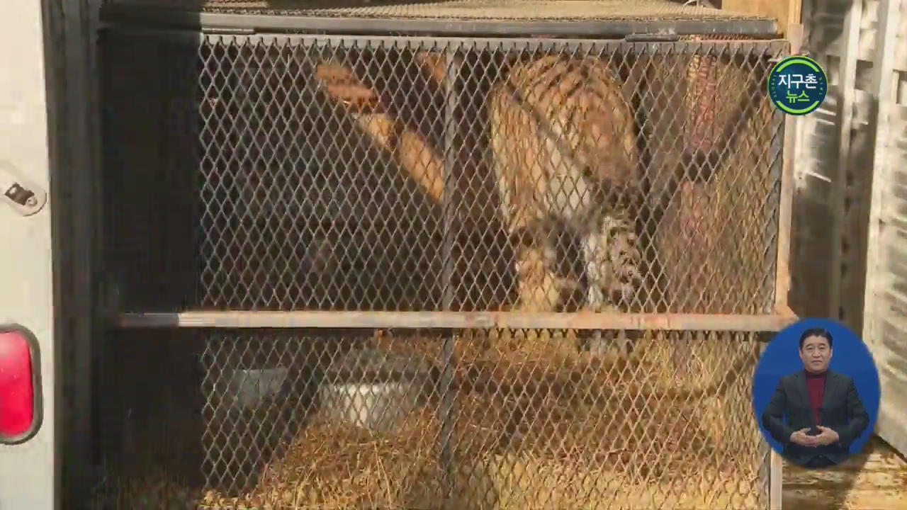 미국 빈 집서 호랑이 발견…당국 조사 착수