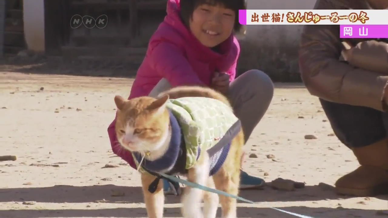 들고양이에서 ‘성주’가 된 일본 고양이