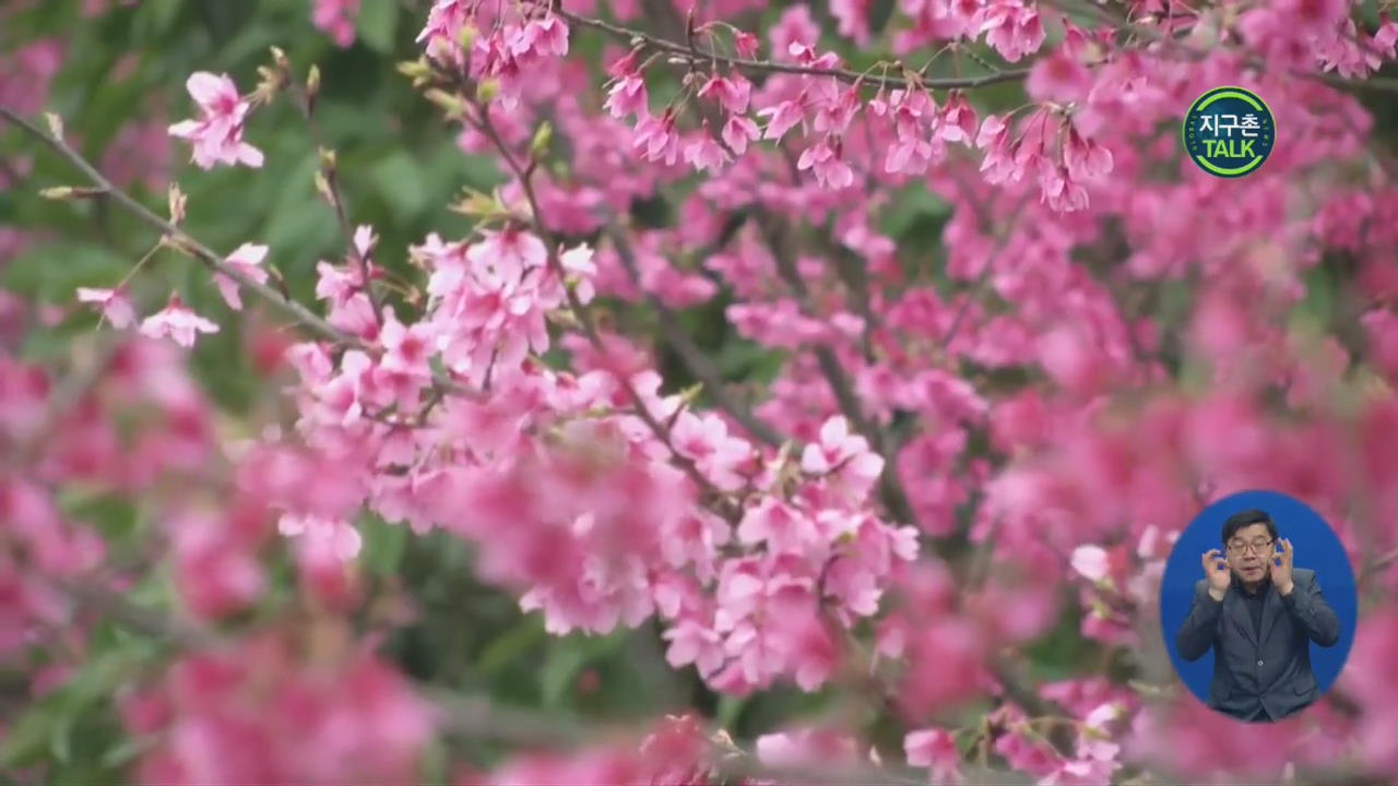 [지구촌 Talk] ‘벌써 봄?’…벚꽃 만개한 중국 공원