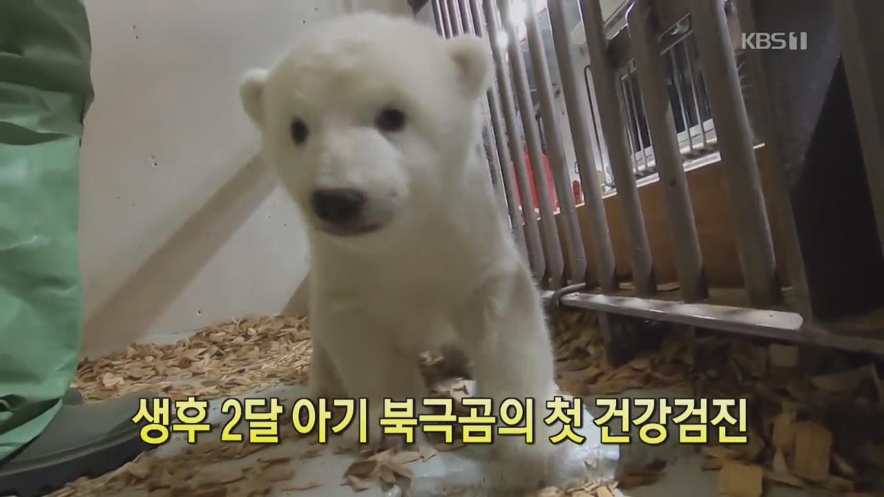 [디지털 광장] 생후 2달 아기 북극곰의 첫 건강 검진