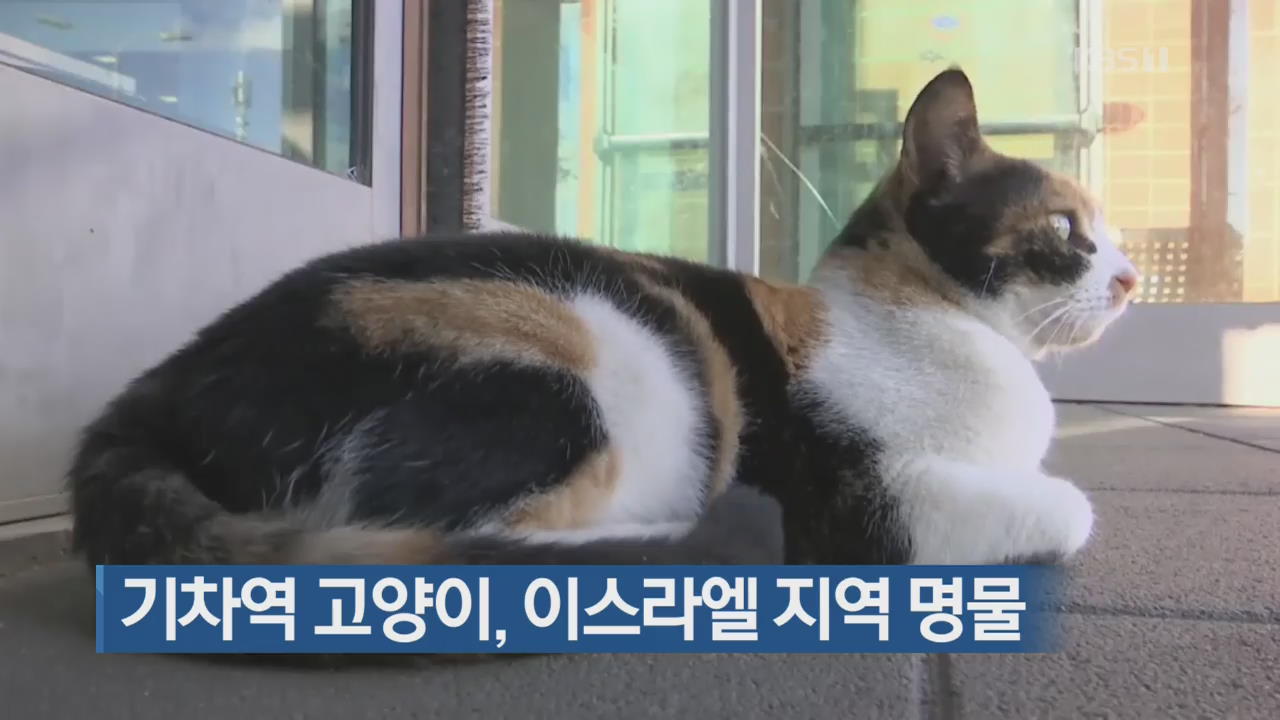 [지금 세계는] 기차역 고양이, 이스라엘 지역 명물