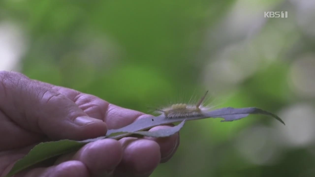 “세계 곤충 급격히 감소…3분의 1은 멸종 위기”
