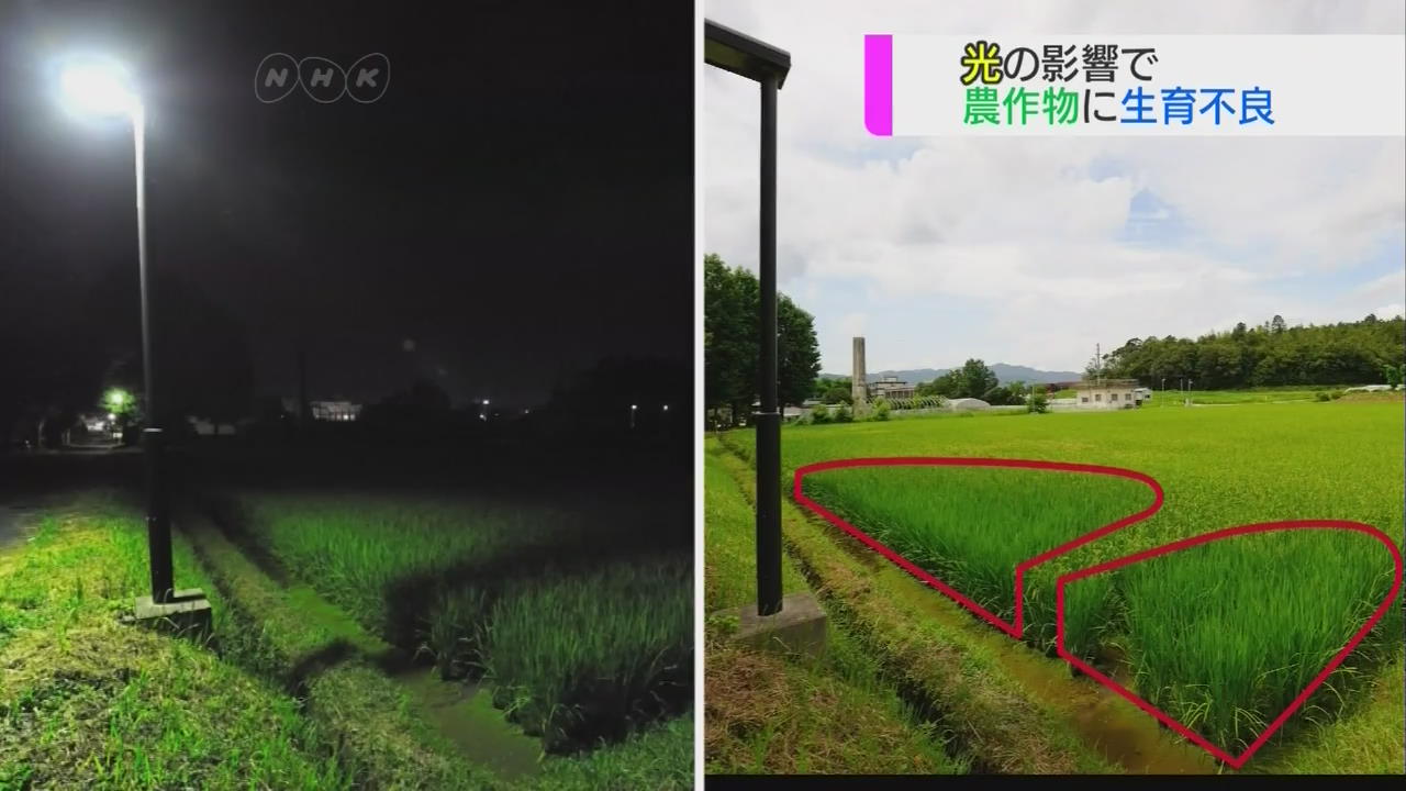 일본, 인공조명 ‘빛 공해’로 농작물 생육에 지장