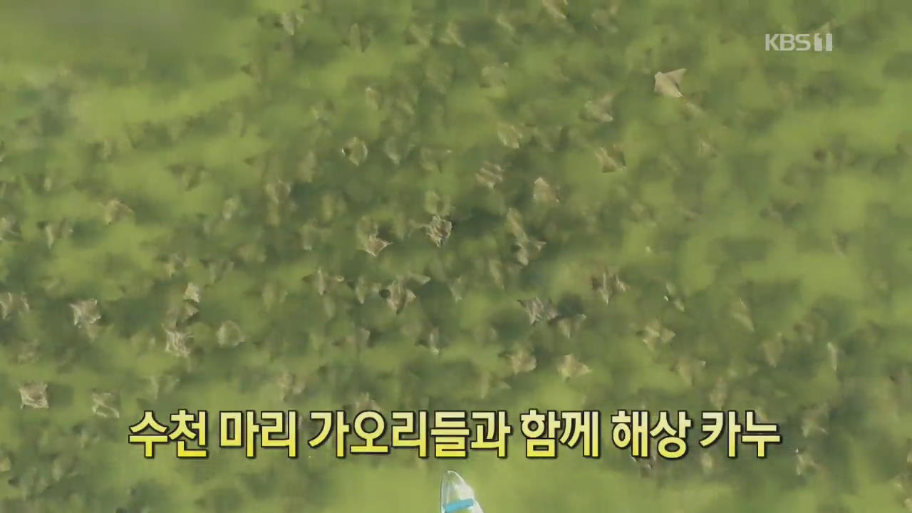 [디지털 광장] 수천 마리 가오리들과 함께 해상 카누 