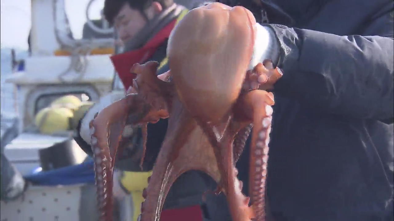 Octopus Spawning Facility