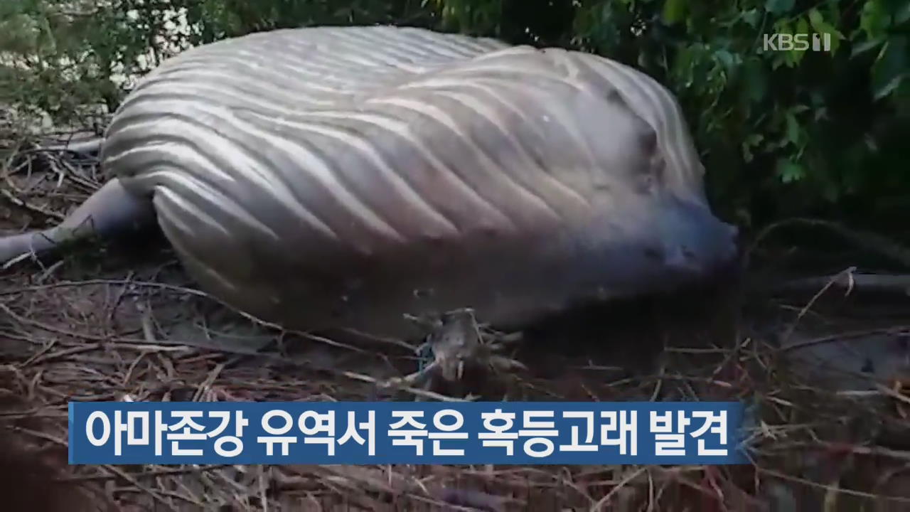 [지금 세계는] 아마존강 유역 수풀서 죽은 혹등고래 발견