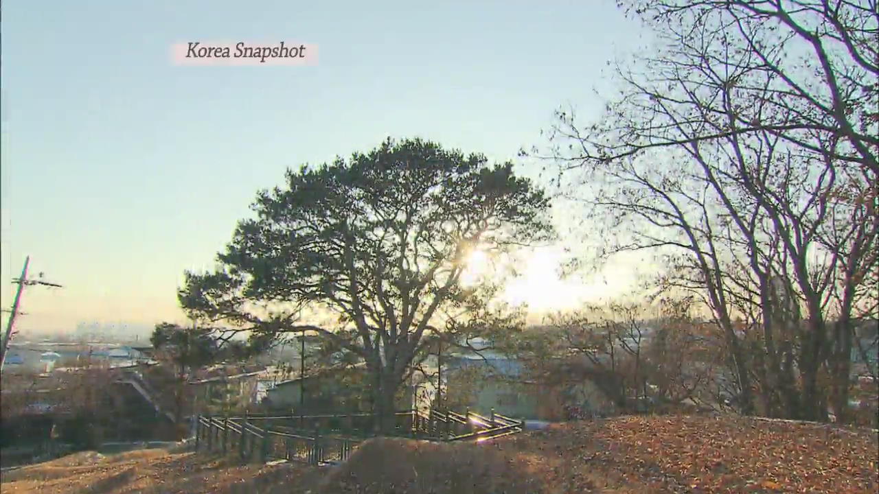[Korea snapshot] Lacebark Pine Tree