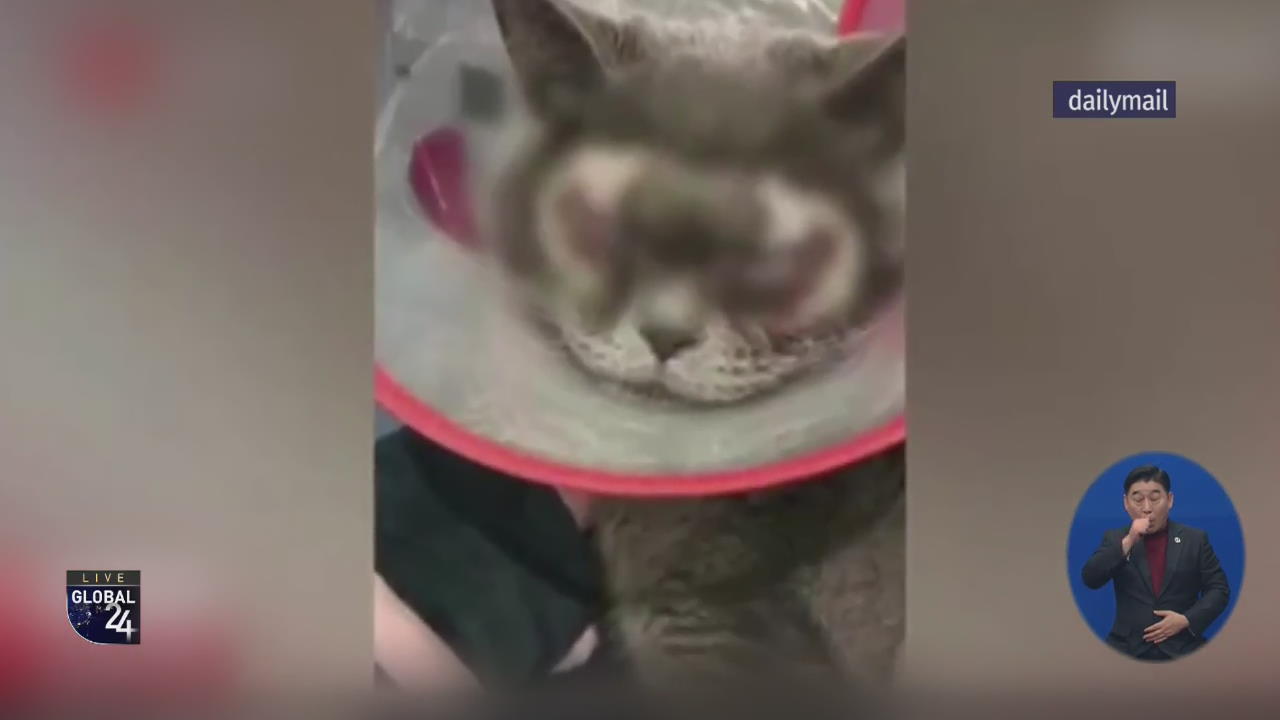 [글로벌 스토리] 고양이 쌍꺼풀 수술…동물 학대 논란