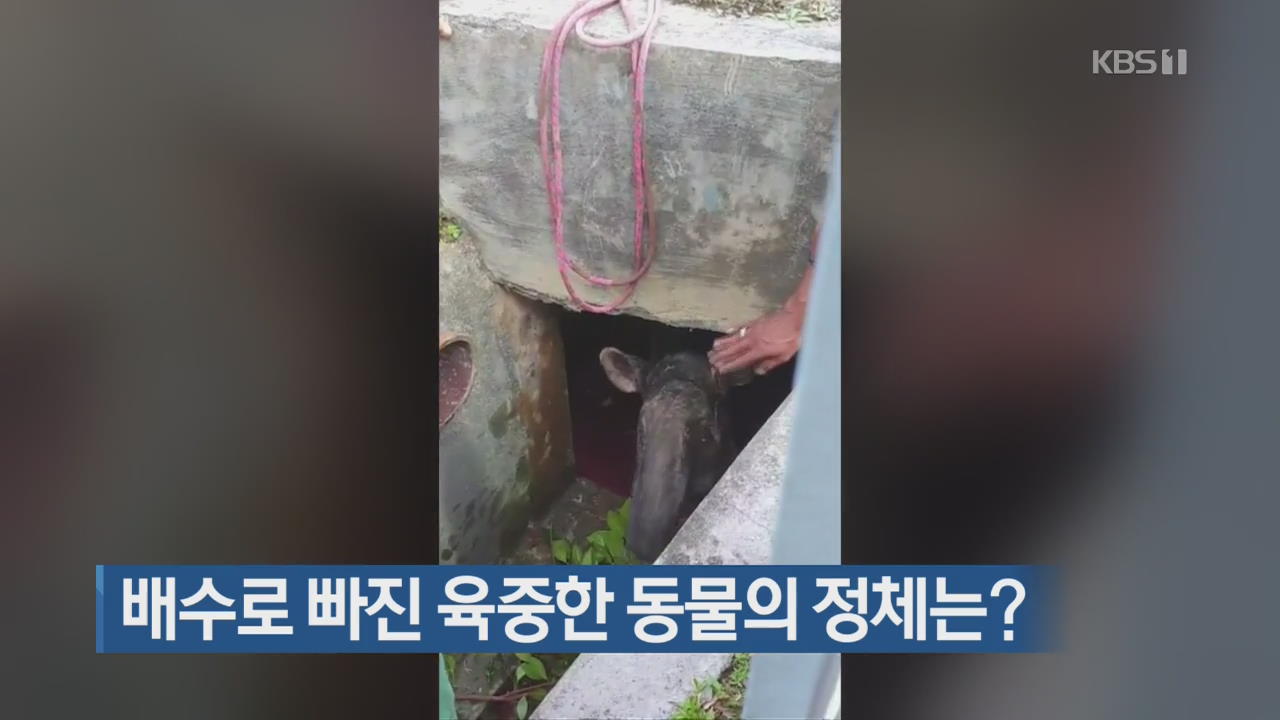 [지금 세계는] 배수로 빠진 육중한 동물의 정체는?