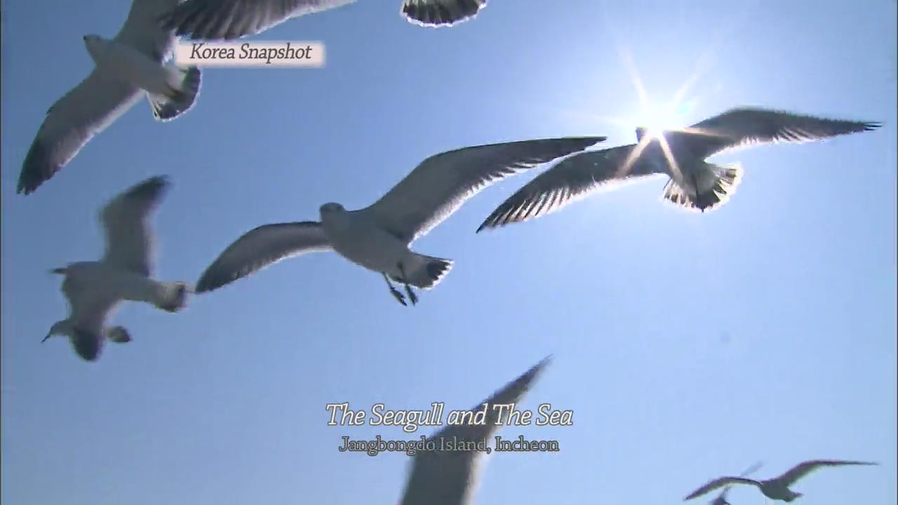 [Korea snapshot] The Seagull and The Sea 