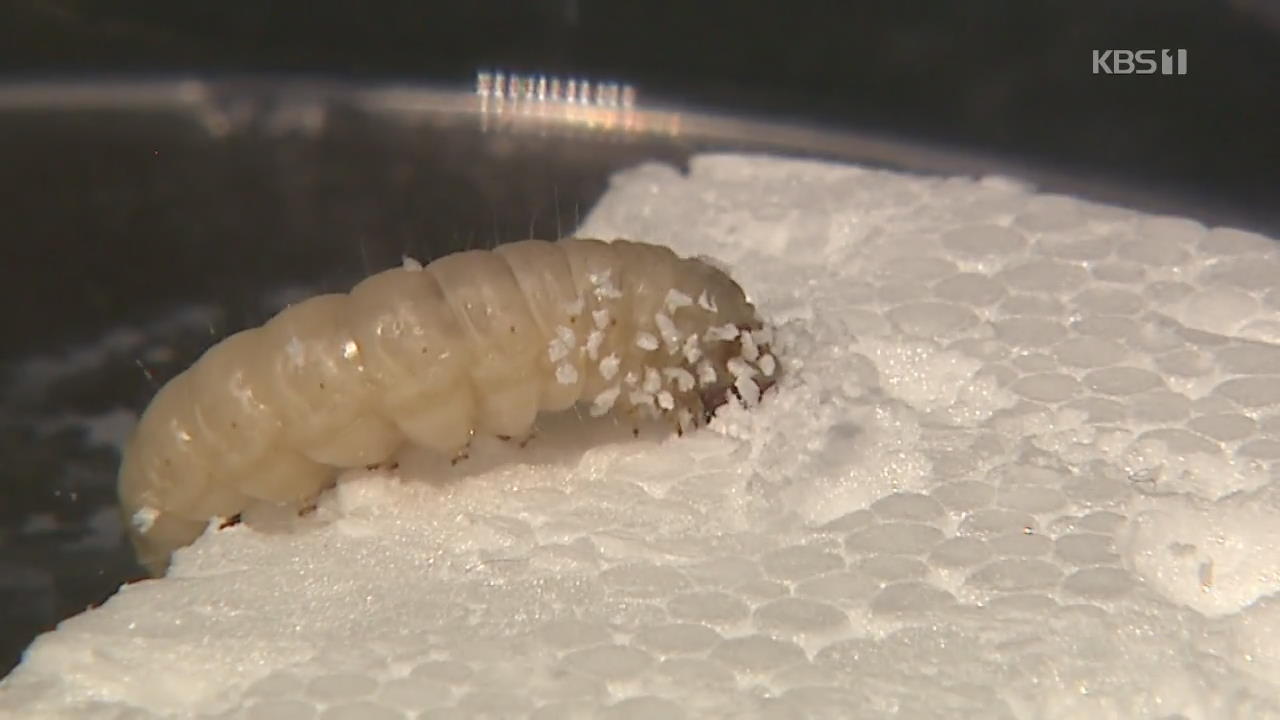 “꿀벌 해충이 플라스틱 분해”…국내서 첫 발견
