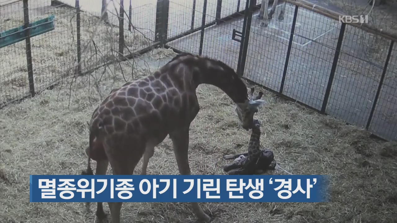 [지금 세계는] 멸종위기종 새끼 기린 탄생 ‘경사’