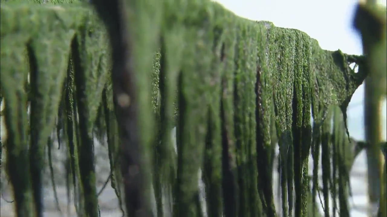 Seaweed Farming