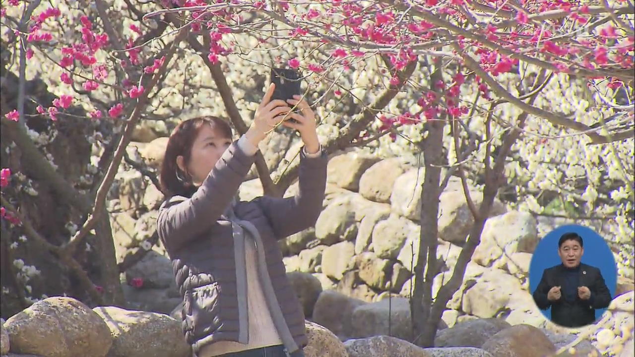 제21회 광양 매화축제 시작…남녘은 ‘꽃잔치’
