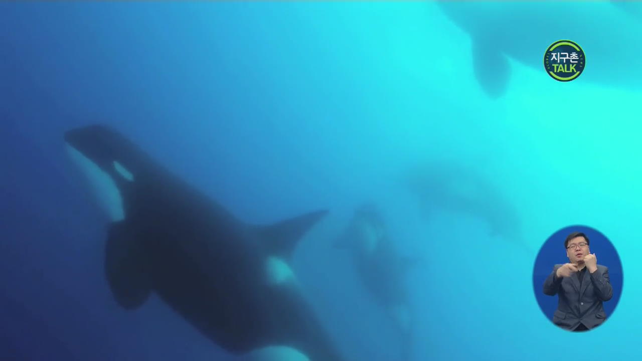 [지구촌 Talk] ‘이런 범고래는 없었다’…새로운 종 발견